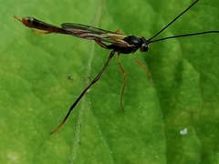 Agrypon flaveolatum
