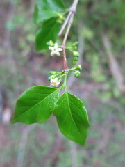 Rytigynia