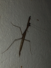 Musonia remota