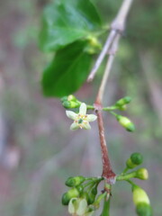 Rytigynia