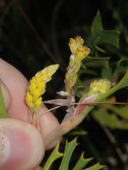Synaphea spinulosa