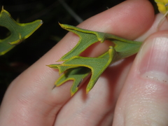 Synaphea spinulosa