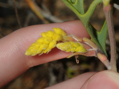 Synaphea spinulosa
