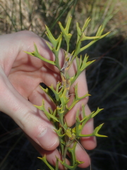 Synaphea spinulosa