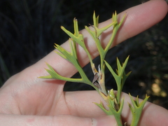 Synaphea spinulosa