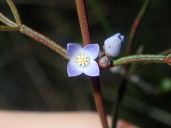 Cyanothamnus ramosus