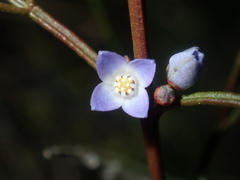 Cyanothamnus ramosus
