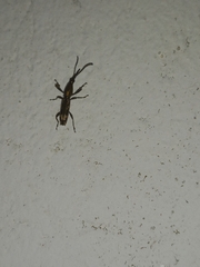 Belopherus militaris