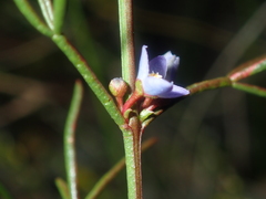 Cyanothamnus ramosus