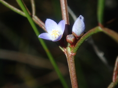 Cyanothamnus ramosus