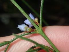Cyanothamnus ramosus