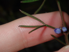 Cyanothamnus ramosus