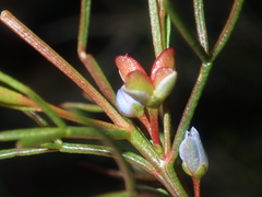 Cyanothamnus ramosus