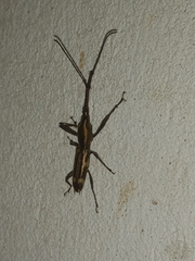 Belopherus militaris