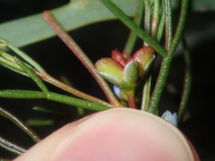Cyanothamnus ramosus