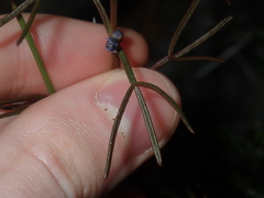 Cyanothamnus ramosus