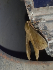 Xylophanes rhodocera