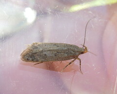 Bryotropha terrella