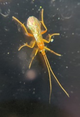 Rogadinae