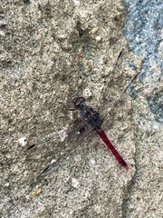 Bradinopyga strachani