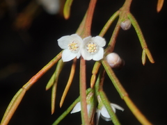 Cyanothamnus ramosus
