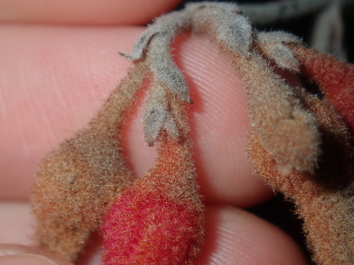 Image of Blancoa canescens by (c) Thomas Mesaglio, some rights reserved (CC BY)