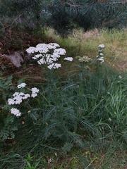 Achillea millefolium