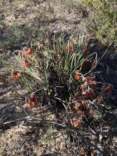 Image of Blancoa canescens by (c) Thomas Mesaglio, some rights reserved (CC BY)