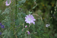Malva thuringiaca