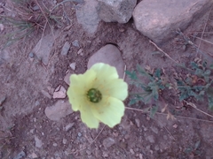 Papaver radicatum