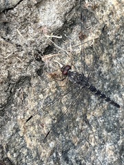 Bradinopyga strachani