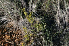 Synaphea spinulosa