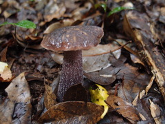 Boletus violaceofuscus
