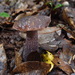 Boletus violaceofuscus - Photo (c) tsamche, algunos derechos reservados (CC BY-ND), subido por tsamche