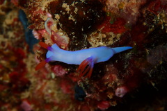 Hypselodoris brycei