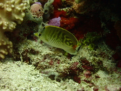 Chaetodon punctatofasciatus