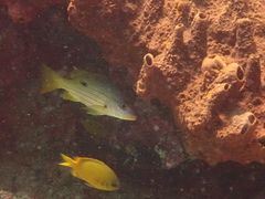 Lutjanus fulviflamma