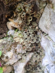 Solorina saccata