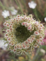 Daucus carota
