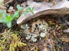 Solorina saccata