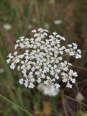 Daucus carota