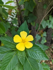 Turnera ulmifolia