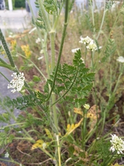 Daucus carota