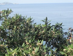 Stipiturus malachurus westernensis