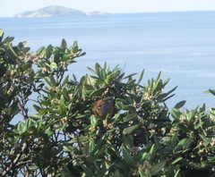 Stipiturus malachurus westernensis