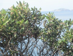 Stipiturus malachurus westernensis