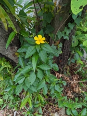 Turnera ulmifolia
