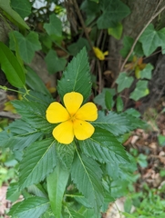 Turnera ulmifolia