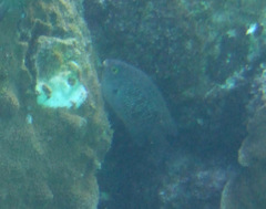 Plectroglyphidodon marginatus