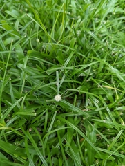 Cyperus mindorensis